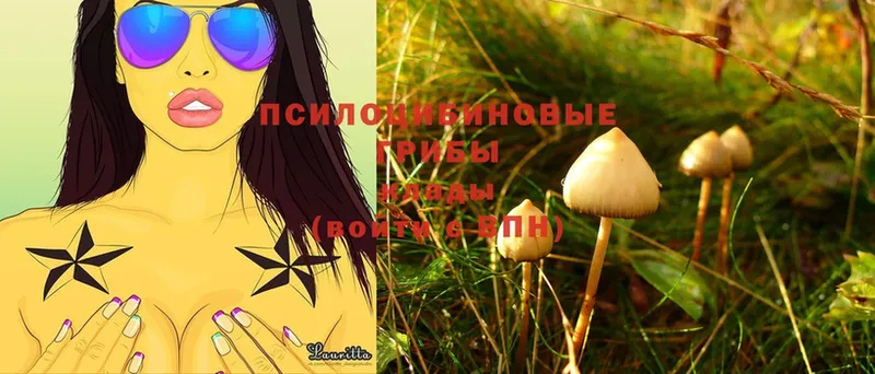 Псилоцибиновые грибы Psilocybine cubensis  Владивосток 